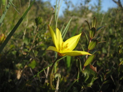 Tulipa sylvestris australis