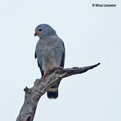 Kaupifalco monogrammicus