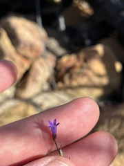 Siphocodon spartioides