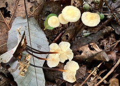 Marasmius delectans