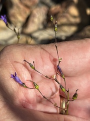 Siphocodon spartioides