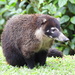 White-nosed Coati - Photo (c) mparent03, some rights reserved (CC BY-NC)