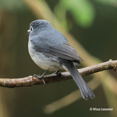 Melaenornis fischeri