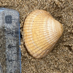 Cerastoderma edule