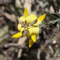 Crotalaria juncea