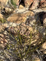 Siphocodon spartioides