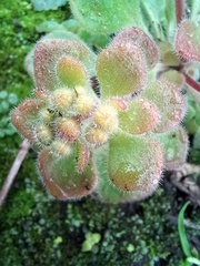 Aichryson villosum