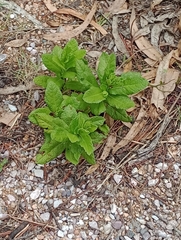 Pterocaulon polystachyum