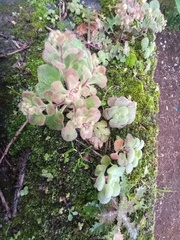 Aichryson villosum