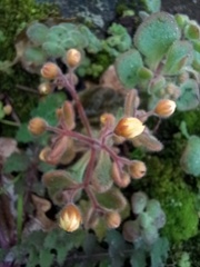 Aichryson villosum