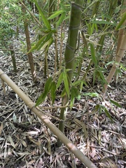 Phyllostachys