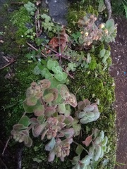Aichryson villosum