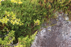 Lepidothamnus fonkii