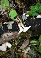 Loweomyces fractipes