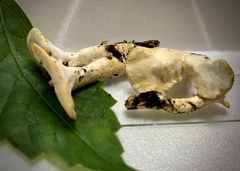 Loweomyces fractipes
