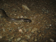 Macroprotodon brevis