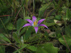 Romulea