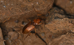 Nebria testacea