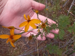 Tagetes zypaquirensis