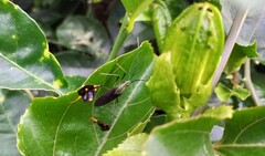 Diactor bilineatus