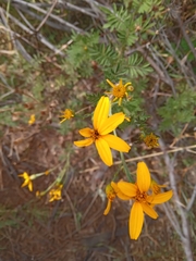 Tagetes zypaquirensis