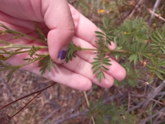 Tagetes zypaquirensis