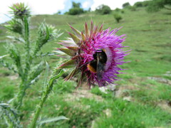 Volucella bombylans