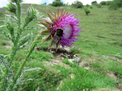 Volucella bombylans