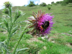 Volucella bombylans