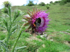 Volucella bombylans