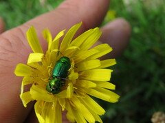 Cryptocephalus aureolus