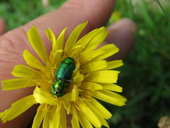 Cryptocephalus aureolus