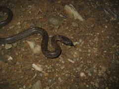 Macroprotodon brevis