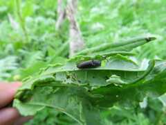 Athous haemorrhoidalis