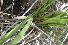 Cyperus thunbergii
