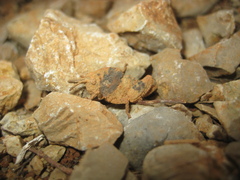 Ocnerodes fallaciosus