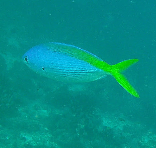 Blue-and-yellow Fusilier — seen at this dive site