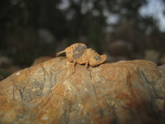 Ocnerodes fallaciosus