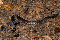 Bungarus andamanensis