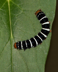 Xanthopastis regnatrix
