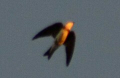 Hirundo