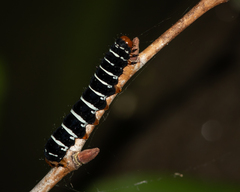 Xanthopastis regnatrix
