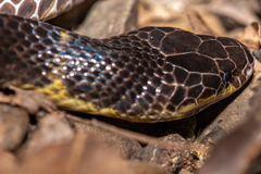 Bungarus andamanensis