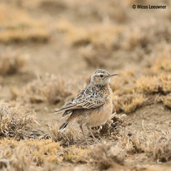 Chersomanes albofasciata