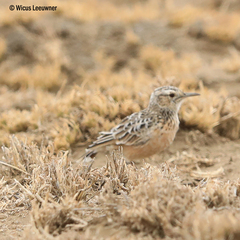 Chersomanes albofasciata