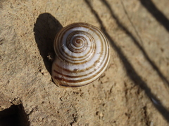 Pseudotachea splendida