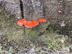 Aurantiporus pulcherrimus
