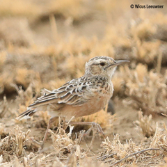 Chersomanes albofasciata