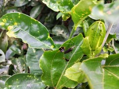 Diactor bilineatus