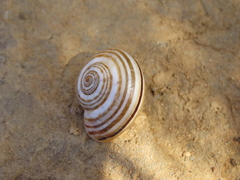 Pseudotachea splendida